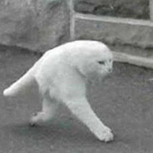 🙃 Стикер «mini cats» для Telegram