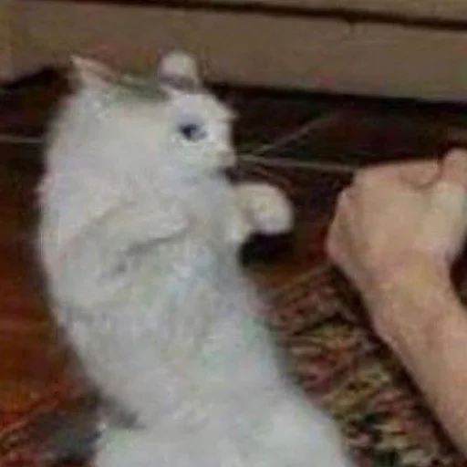 😾 Стикер «mini cats» для Telegram