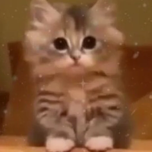 😳 Стикер «mini cats» для Telegram