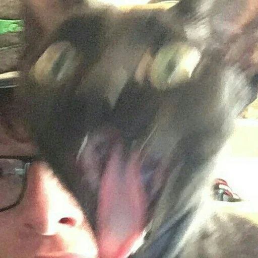 😯 Стикер «mini cats» для Telegram