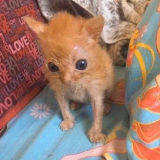 😳 Стикер «mini cats» для Telegram