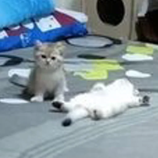 🤫 Стикер «mini cats» для Telegram