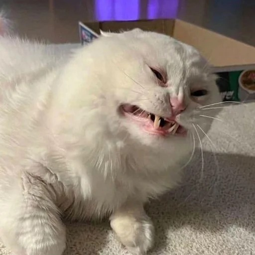 😬 Стикер «mini cats» для Telegram