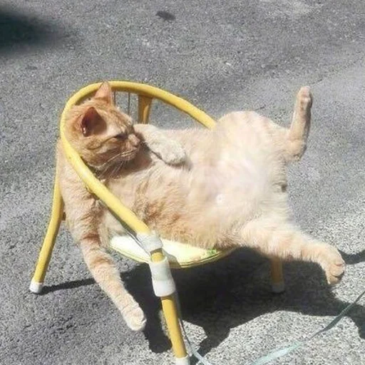 😼 Стикер «mini cats» для Telegram