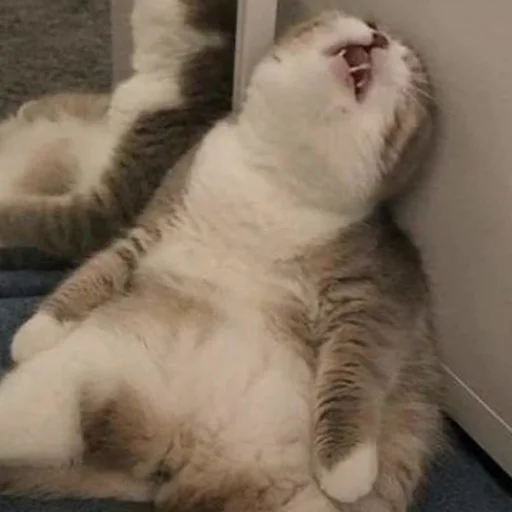 😫 Стикер «mini cats» для Telegram