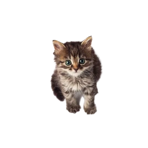 🐱 Стикер «Котенки» для Telegram