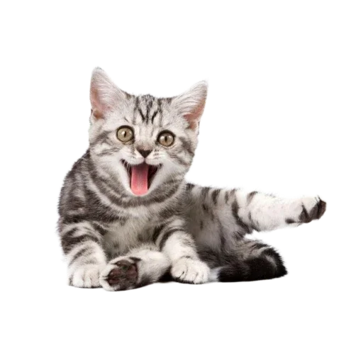 🐱 Стикер «Котенки» для Telegram
