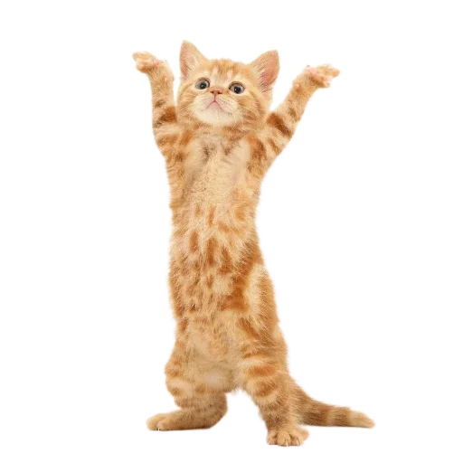 🐱 Стикер «Котенки» для Telegram