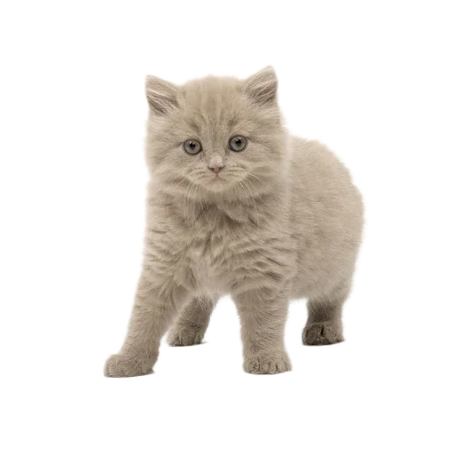 🐱 Стикер «Котенки» для Telegram