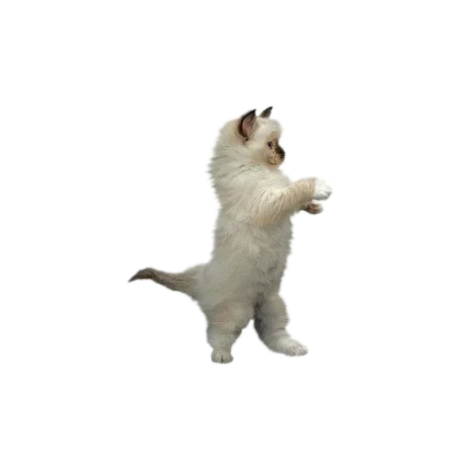 🐱 Стикер «Котенки» для Telegram