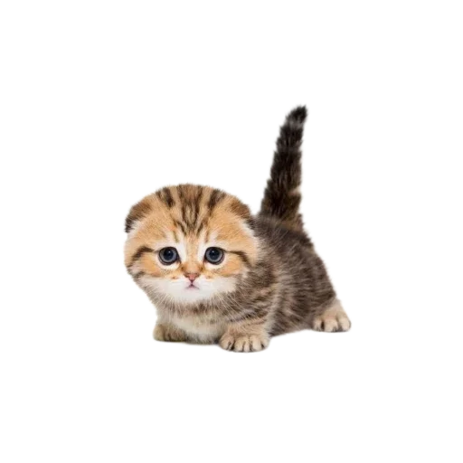 🐱 Стикер «Котенки» для Telegram