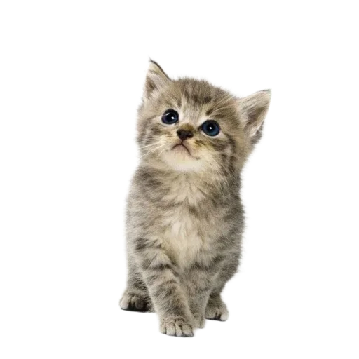 🐱 Стикер «Котенки» для Telegram
