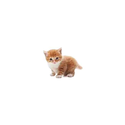 🐱 Стикер «Котенки» для Telegram