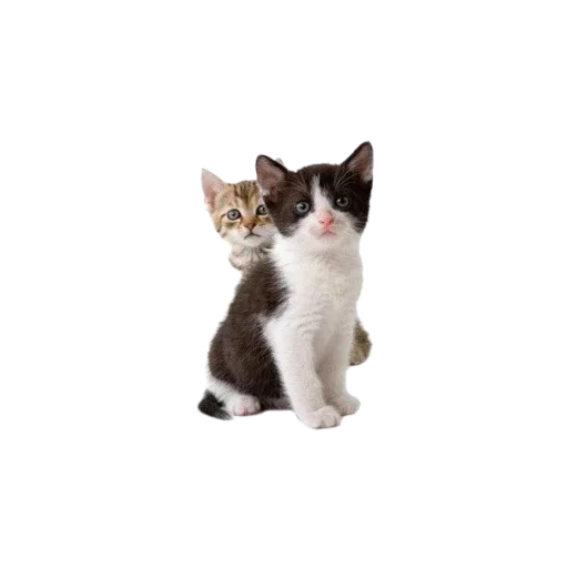 🐱 Стикер «Котенки» для Telegram