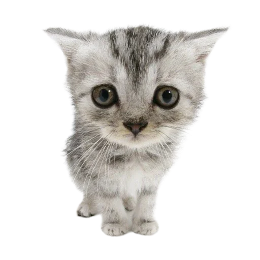 🐱 Стикер «Котенки» для Telegram