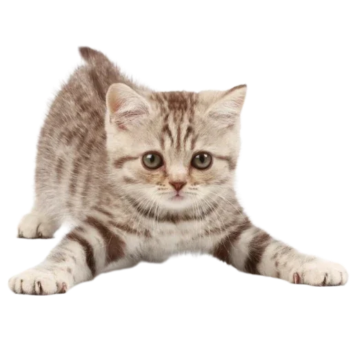 🐱 Стикер «Котенки» для Telegram