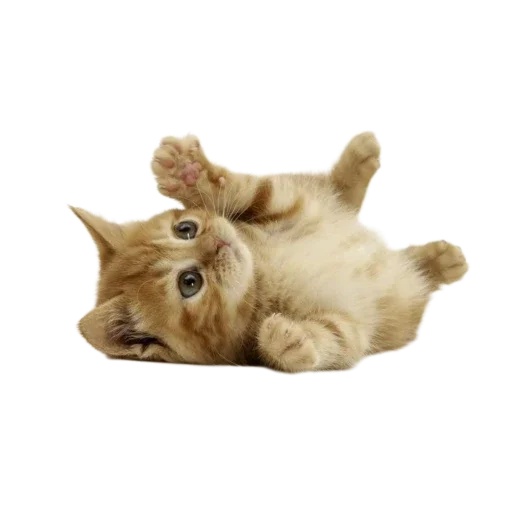 🐱 Стикер «Котенки» для Telegram