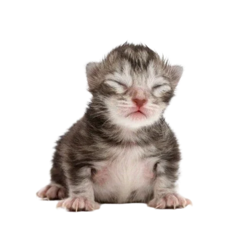 🐱 Стикер «Котенки» для Telegram