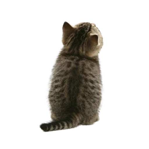 🐱 Стикер «Котенки» для Telegram