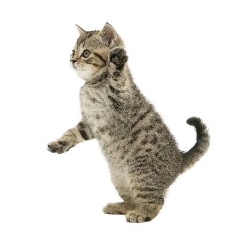 🐱 Стикер «Котенки» для Telegram