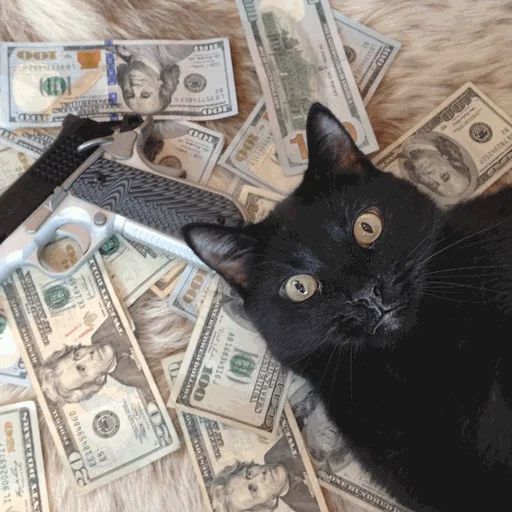 💸 Стикер «коты с бабками» для Telegram