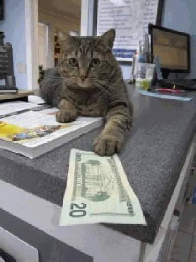 💶 Стикер «коты с бабками» для Telegram