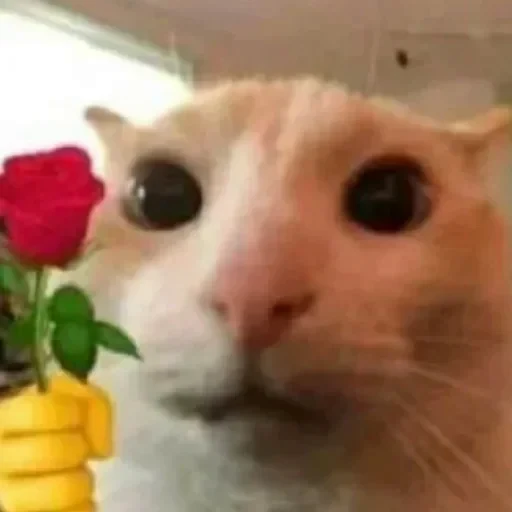 🌷 Стикер «Коты Япи» для Telegram