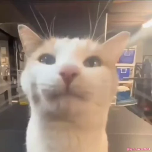 👅 Стикер «Коты Япи» для Telegram
