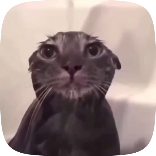 😀 Стикер «Коты Япи» для Telegram