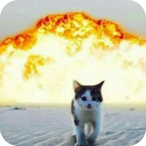 🐱 Стикер «Коты Япи» для Telegram