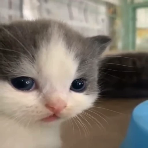 🐱 Стикер «Коты Япи» для Telegram