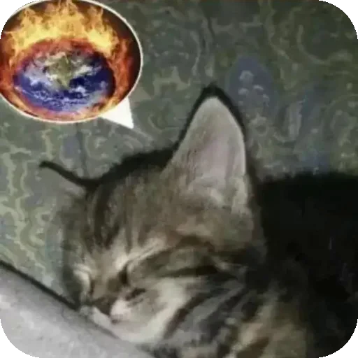 🐱 Стикер «Коты Япи» для Telegram