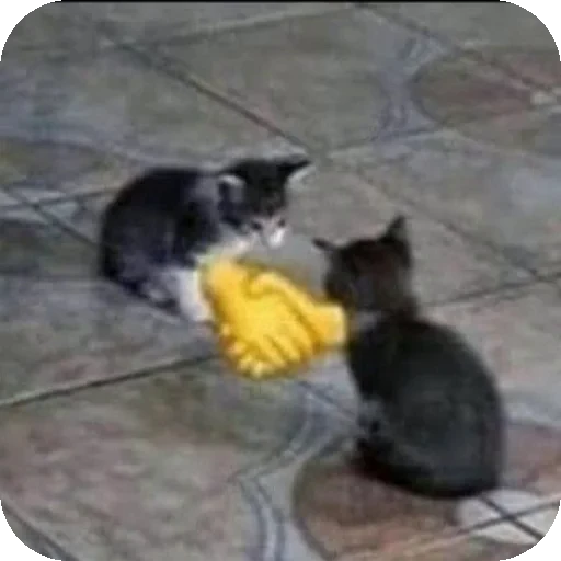 🐱 Стикер «Коты Япи» для Telegram