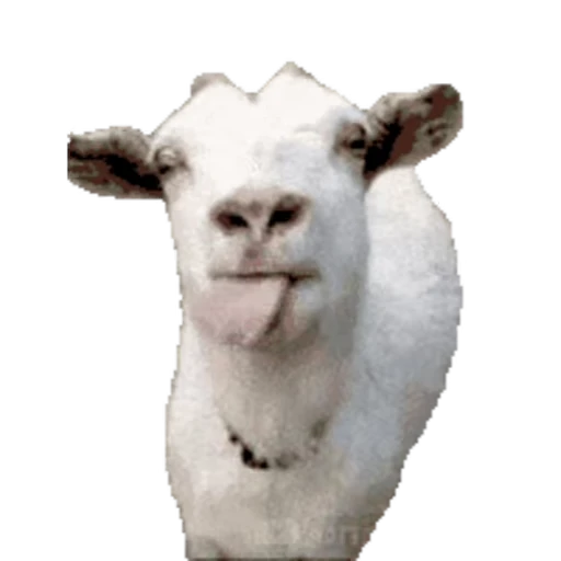 🐐 Стикер «Козлы» для Telegram