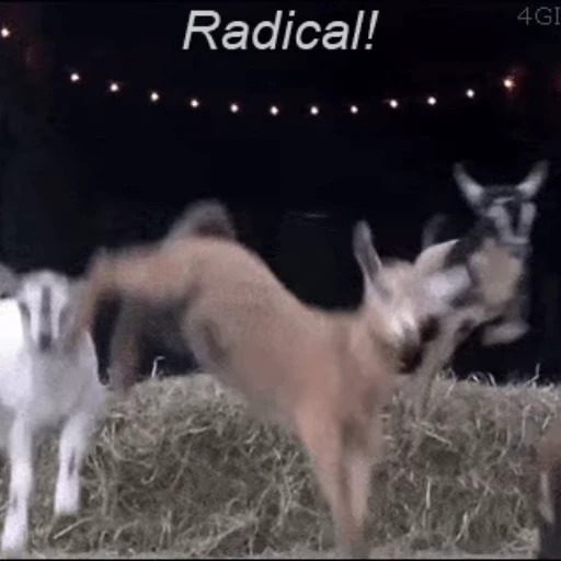🐐 Стикер «Козлы» для Telegram