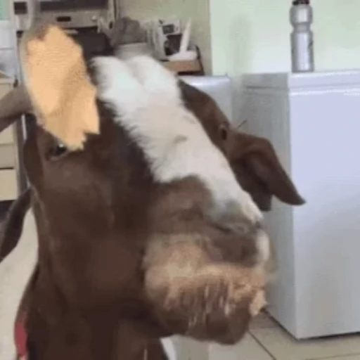 🐐 Стикер «Козлы» для Telegram