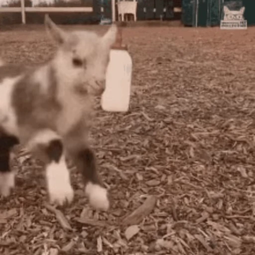 🐐 Стикер «Козлы» для Telegram
