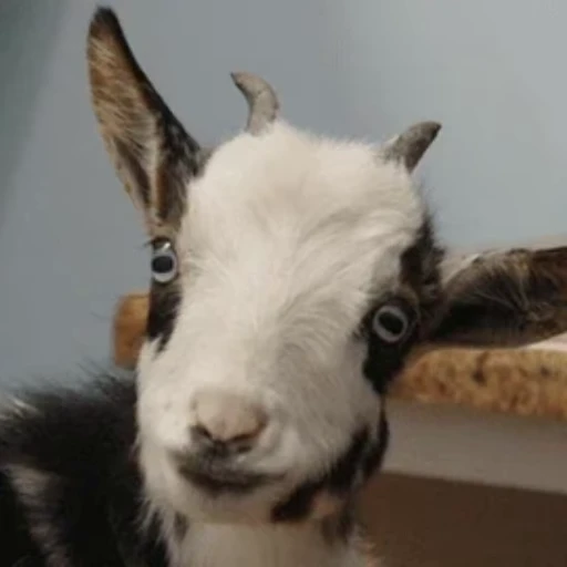 🐐 Стикер «Козлы» для Telegram