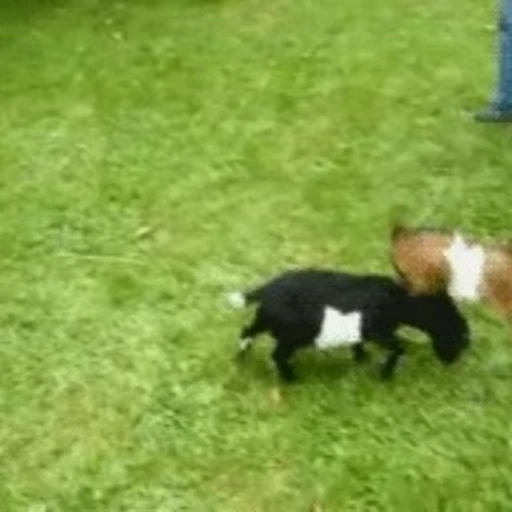 🐐 Стикер «Козлы» для Telegram