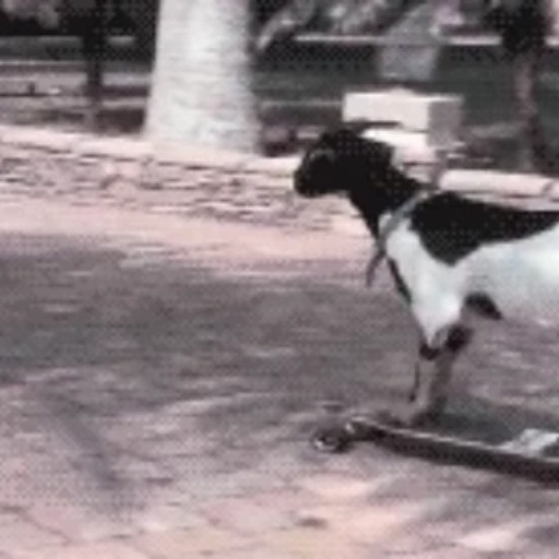 🛹 Стикер «Козлы» для Telegram