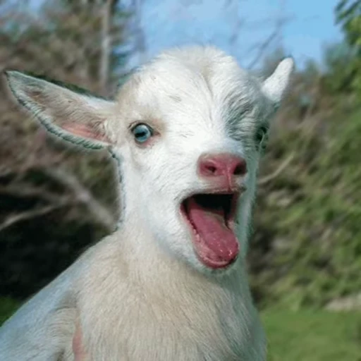 🐐 Стикер «Козлы» для Telegram