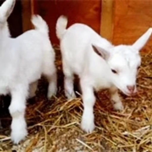 🐐 Стикер «Козлы» для Telegram