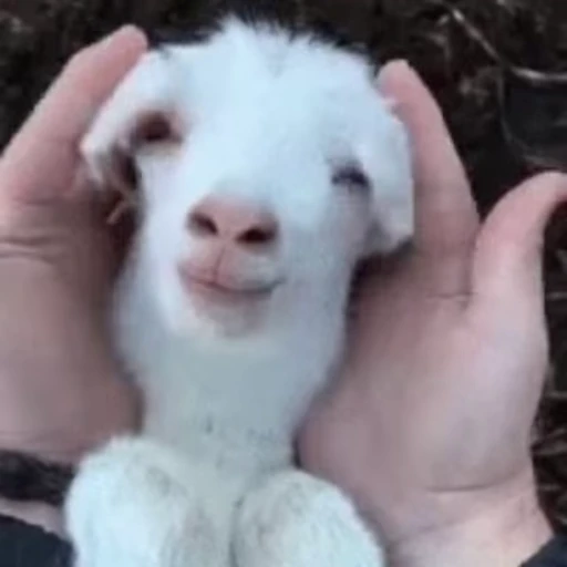 🐐 Стикер «Козлы» для Telegram