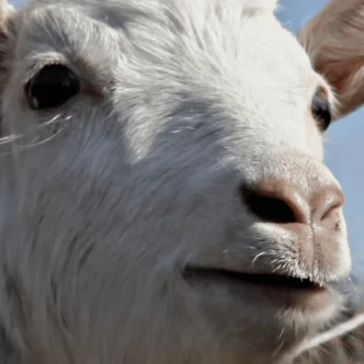 🐐 Стикер «Козлы» для Telegram