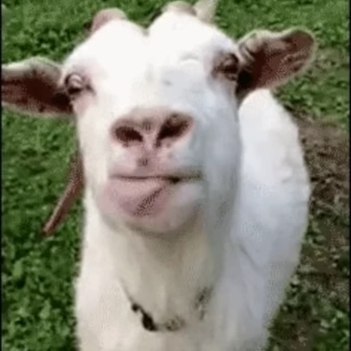 🐐 Стикер «Козлы» для Telegram