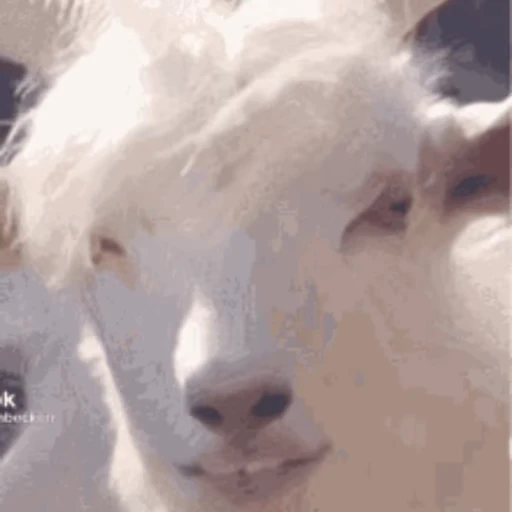 🐐 Стикер «Козлы» для Telegram