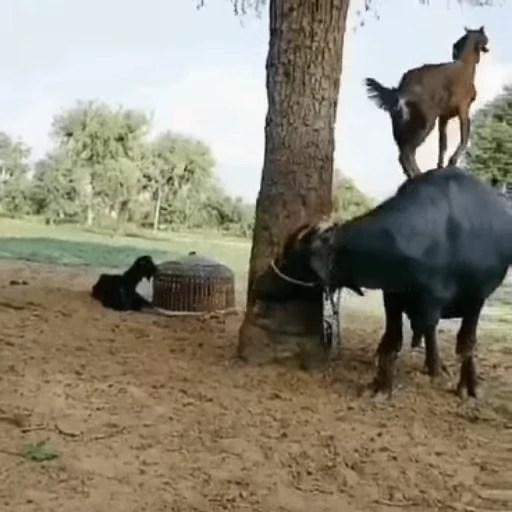 🐮 Стикер «Козлы» для Telegram