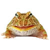 🐸 Эмодзи «квакушки» для Telegram