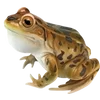 🐸 Эмодзи «квакушки» для Telegram