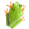 🐸 Эмодзи «квакушки» для Telegram